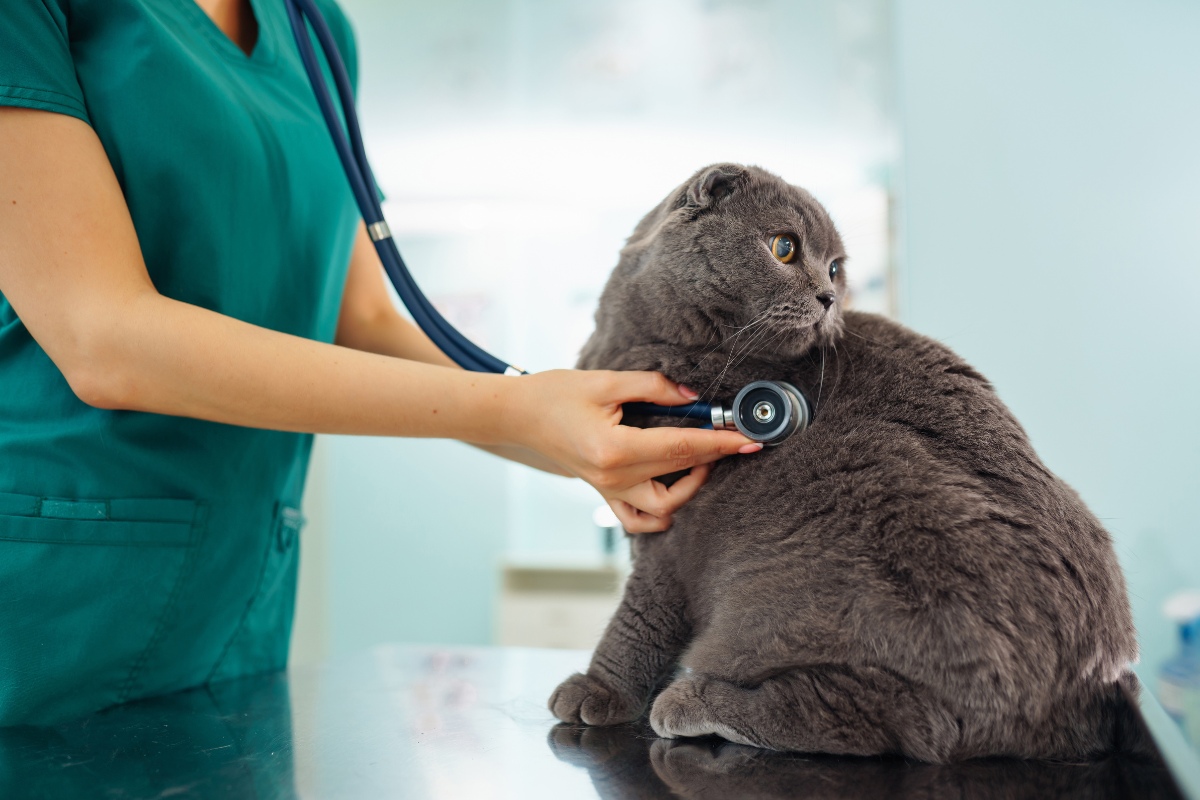 pet-wellness-exams-are-essential-for-long-term-health